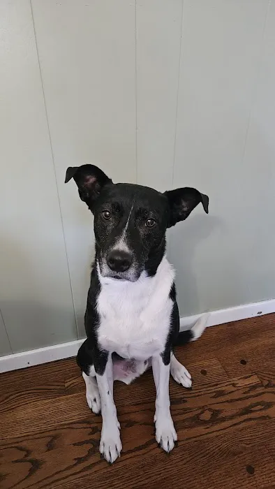 Jackson County Animal Hospital Picture 3