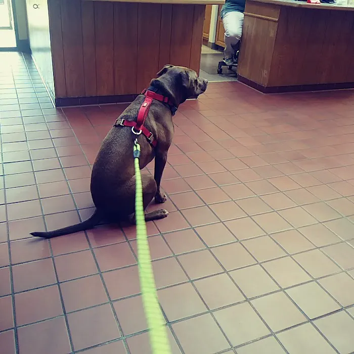 Crysler Animal Hospital Picture 2