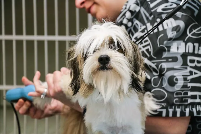 Crysler Animal Hospital Picture 5