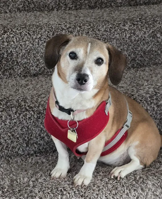 Crysler Animal Hospital Picture 7