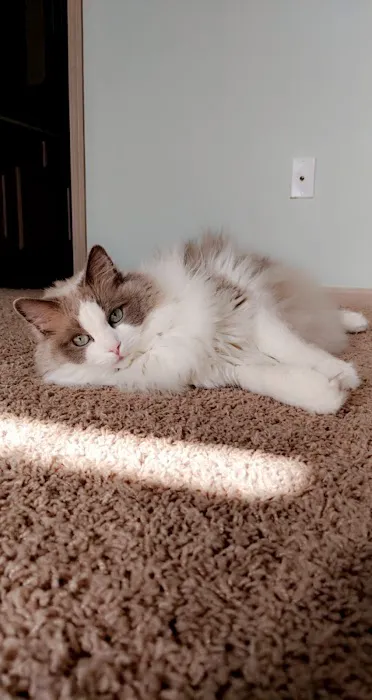 Crysler Animal Hospital Picture 6