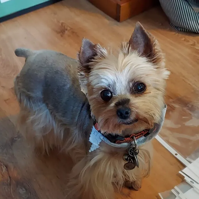 Crysler Animal Hospital Picture 3