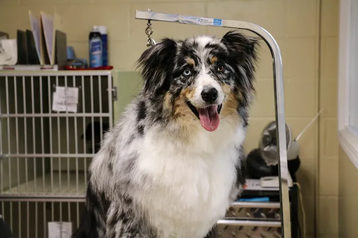 Crysler Animal Hospital Picture 8