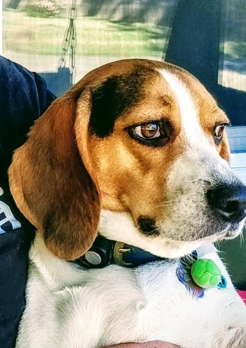 Three Trails Animal Hospital Picture 2