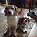 Three Trails Animal Hospital