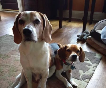 Three Trails Animal Hospital