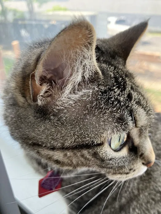 Independence Animal Hospital Picture 5