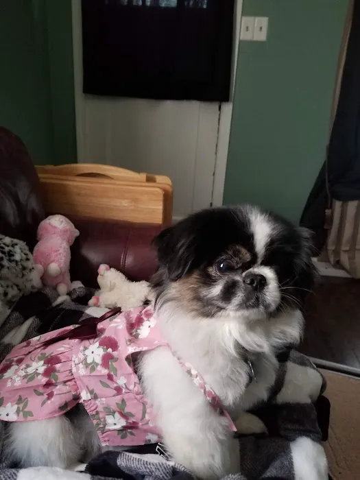 Independence Animal Hospital Picture 4