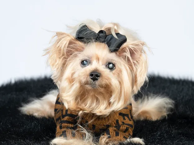 Independence Animal Hospital Picture 6