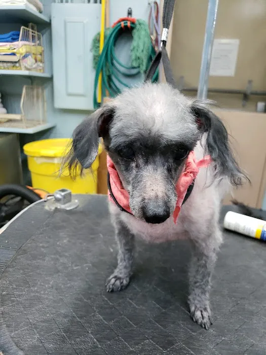 Blue Ridge Plaza Animal Clinic Picture 3