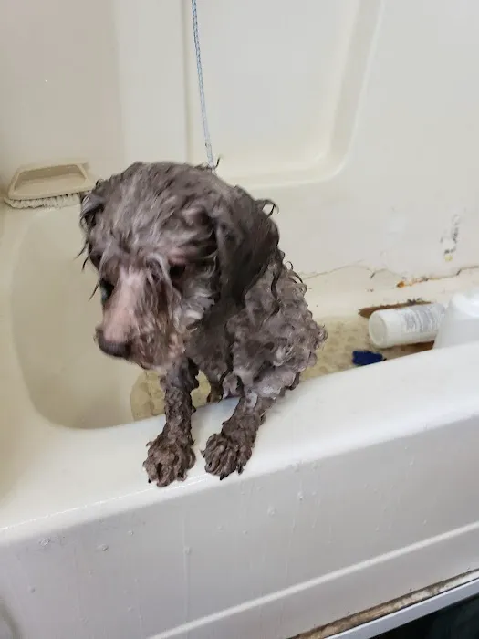 Blue Ridge Plaza Animal Clinic Picture 4