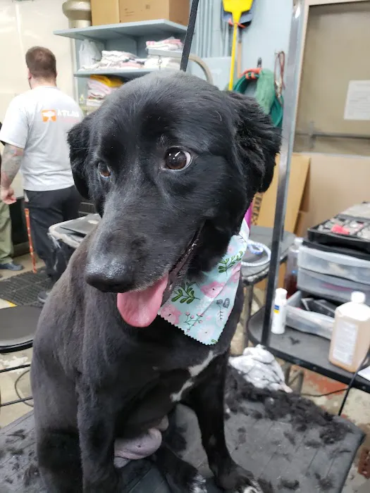 Blue Ridge Plaza Animal Clinic Picture 1