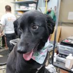 Blue Ridge Plaza Animal Clinic