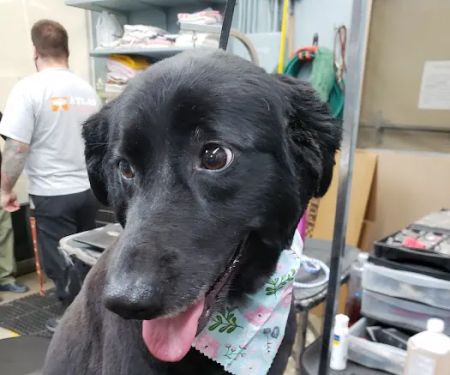 Blue Ridge Plaza Animal Clinic