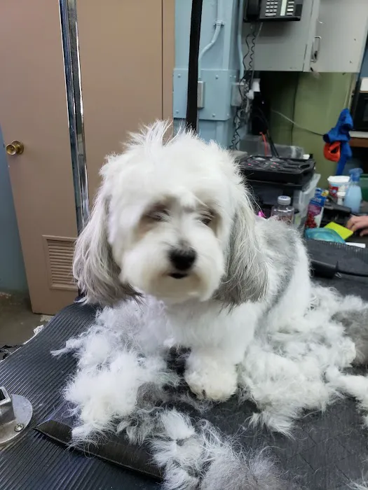 Blue Ridge Plaza Animal Clinic Picture 2