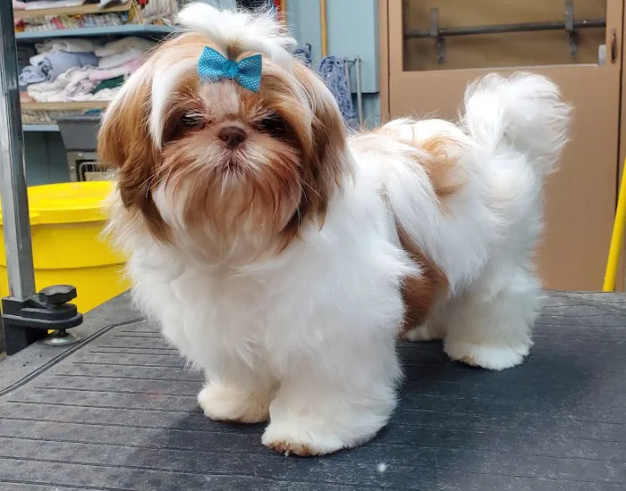 Blue Ridge Plaza Animal Clinic Picture 8