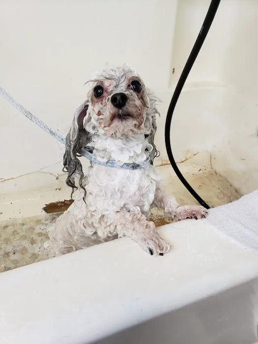 Blue Ridge Plaza Animal Clinic Picture 6