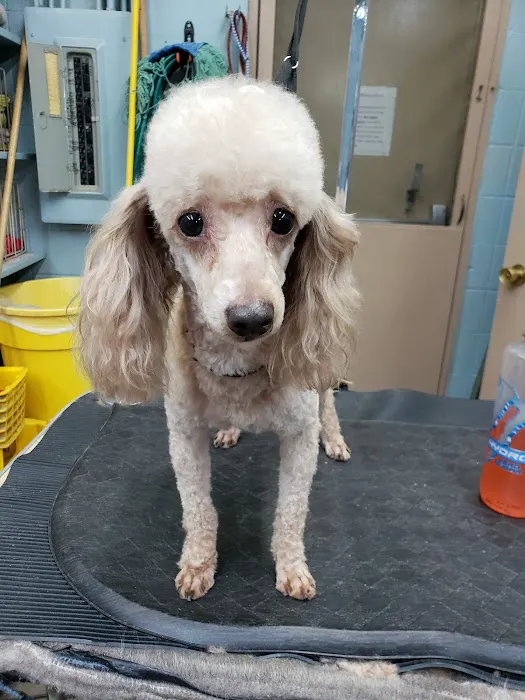 Blue Ridge Plaza Animal Clinic Picture 5