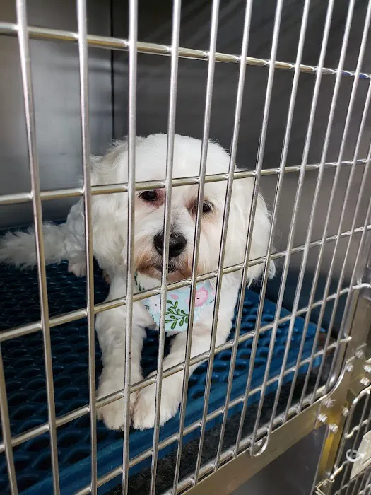 Blue Ridge Plaza Animal Clinic Picture 10