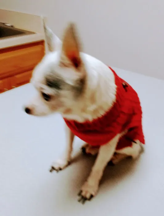 Animal Clinic of Susquehanna Picture 3