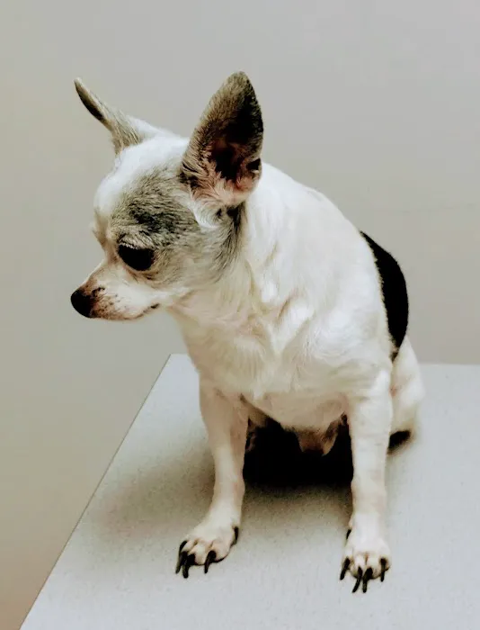 Animal Clinic of Susquehanna Picture 5