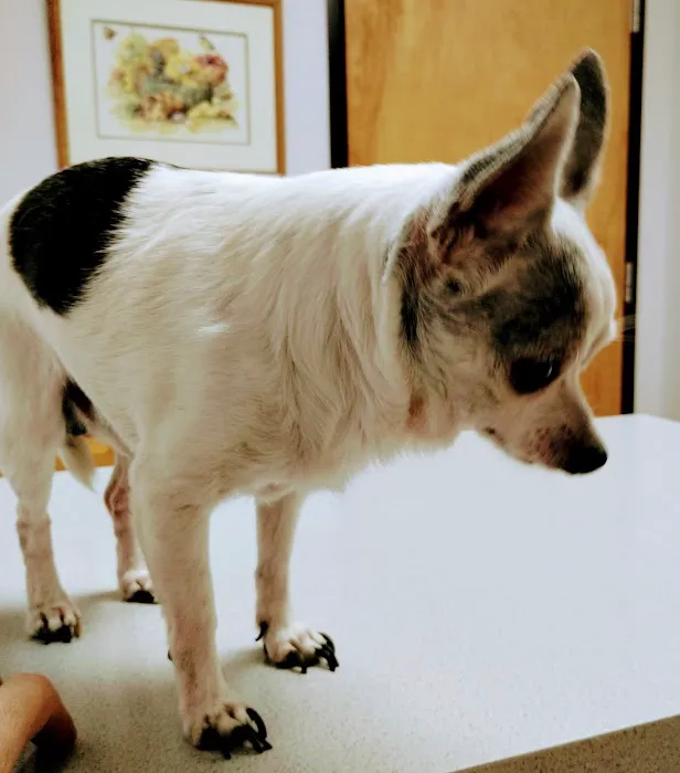 Animal Clinic of Susquehanna Picture 4