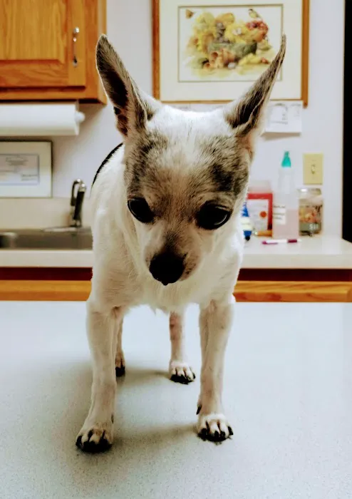 Animal Clinic of Susquehanna Picture 2