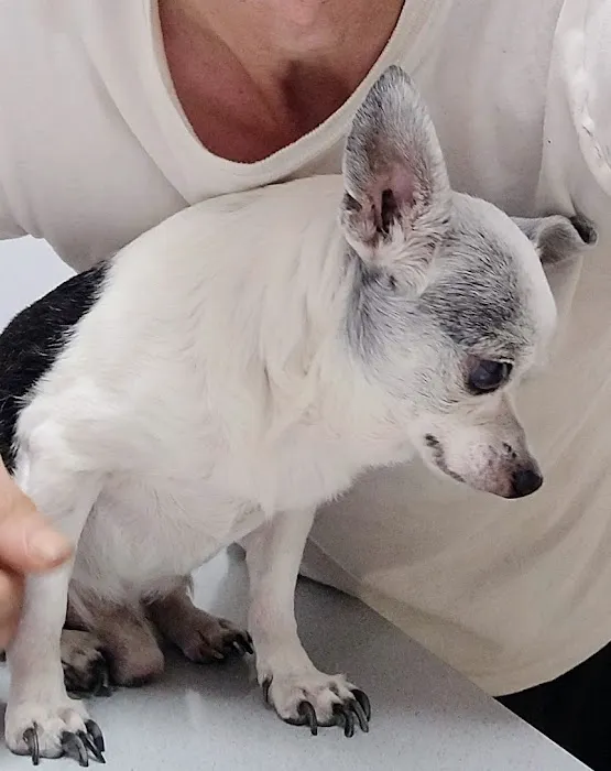 Animal Clinic of Susquehanna Picture 1