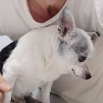 Animal Clinic of Susquehanna