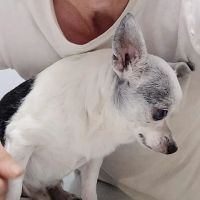 Animal Clinic of Susquehanna ico