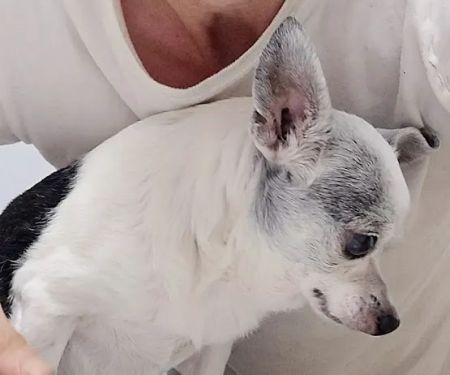 Animal Clinic of Susquehanna