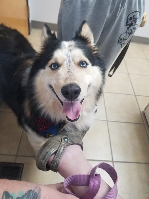 Animal Clinic of Susquehanna Picture 9