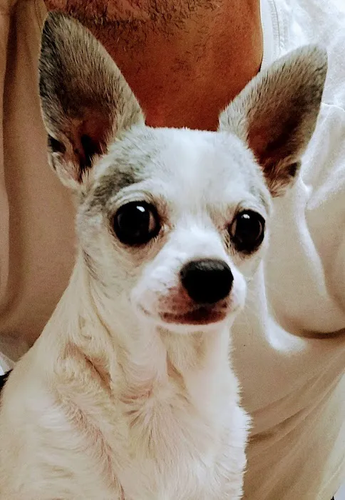 Animal Clinic of Susquehanna Picture 7