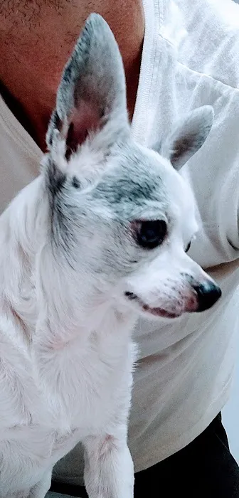 Animal Clinic of Susquehanna Picture 8