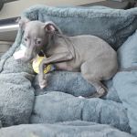 Southport Animal Hospital