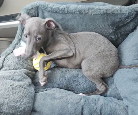 Southport Animal Hospital