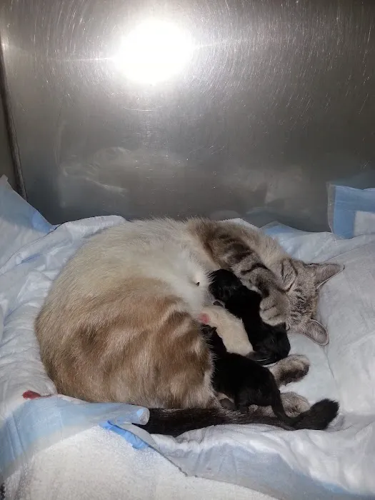 Southport Animal Hospital Picture 4