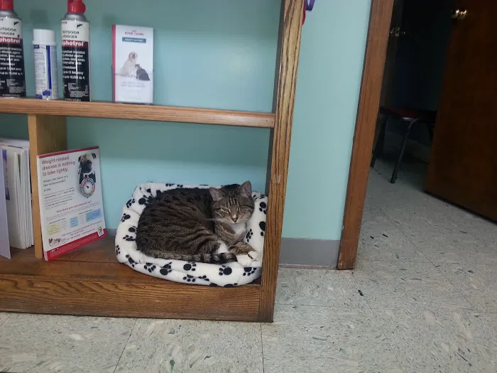 Southport Animal Hospital Picture 5