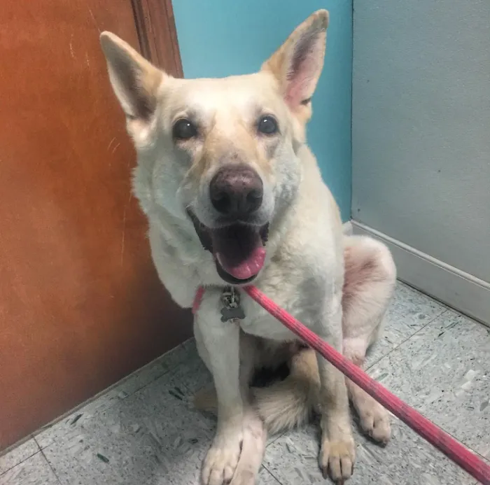 Southport Animal Hospital Picture 9