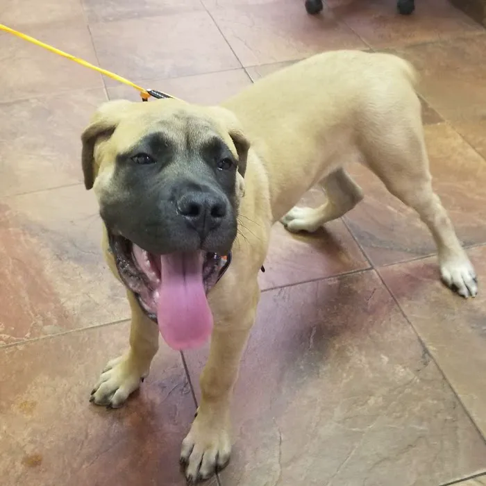 Green Summit Animal Clinic Picture 4