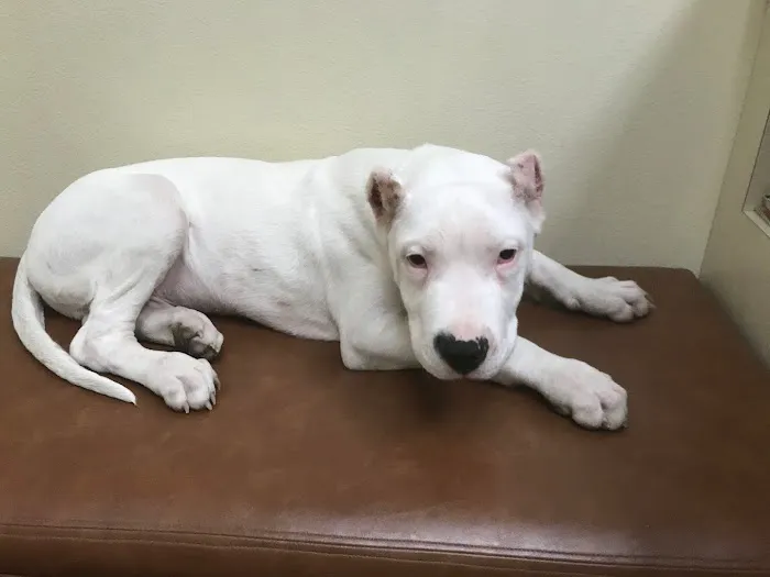 Green Summit Animal Clinic Picture 1