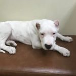 Green Summit Animal Clinic