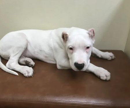 Green Summit Animal Clinic