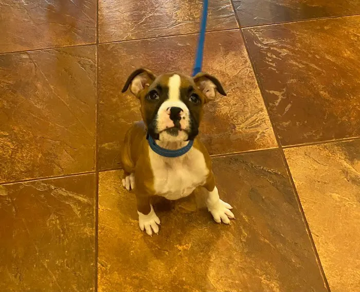 Green Summit Animal Clinic Picture 6