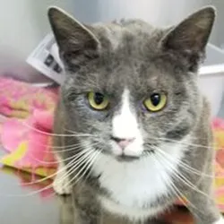 Green Summit Animal Clinic Picture 8