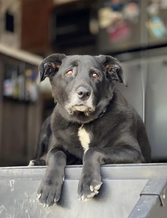 Raintree Animal Animal Hospital Picture 1