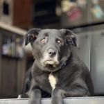 Raintree Animal Animal Hospital