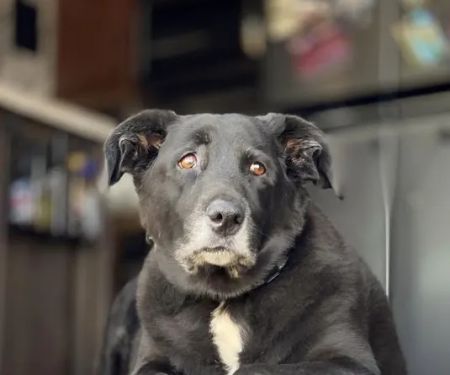 Raintree Animal Animal Hospital