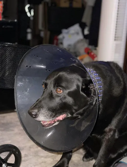 Raintree Animal Animal Hospital Picture 2