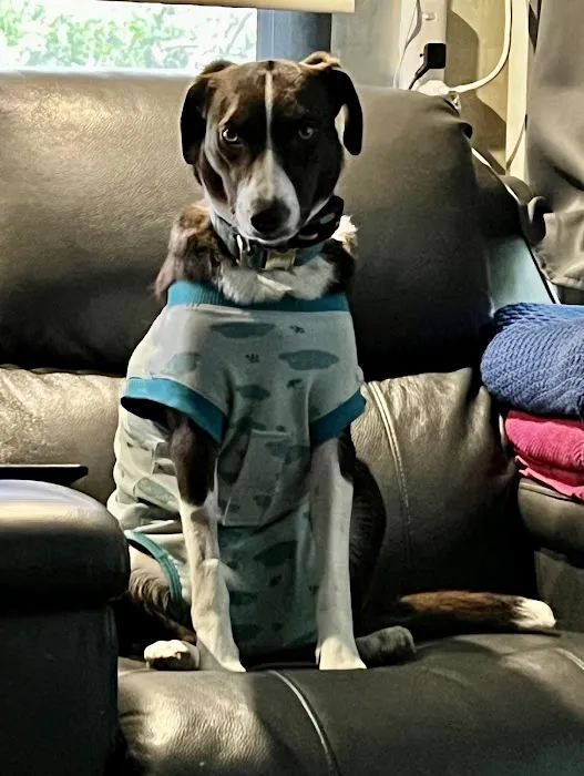 Raintree Animal Animal Hospital Picture 5